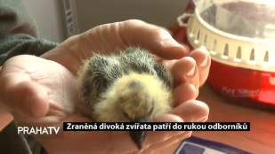 Zraněná divoká zvířata patří do rukou odborníků