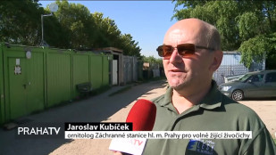 Až 150 labutí se ročně zraní o pražské mosty