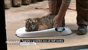 Tygřata v pražské zoo už řádí venku