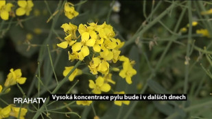Vysoká koncentrace pylu bude i v dalších dnech