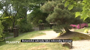 Botanická zahrada láká milovníky bonsají