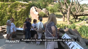 Pražská zoo bude mít nový pavilon pro gorily
