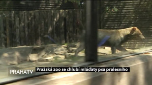 Pražská zoo se chlubí mláďaty psa pralesního