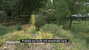 Pražská zoo bude mít Tasmánské čerty