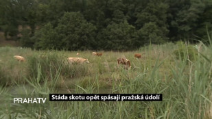 Stáda skotu opět spásají pražská údolí