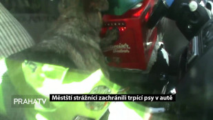 Městští strážníci zachránili trpící psy v autě