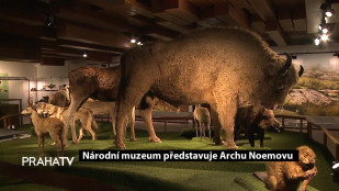 Národní muzeum představuje Archu Noemovu