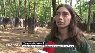 Zraněná samice muflona se vrátila do přírody