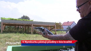 V Nymburku pěstují plodiny v bio kvalitě