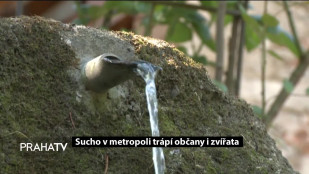 Sucho v metropoli trápí občany i zvířata