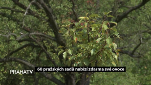 60 pražských sadů nabízí zdarma své ovoce