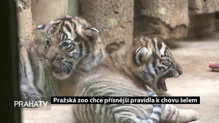 Pražská zoo chce přísnější pravidla k chovu šelem 