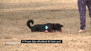 V Praze žije oficiálně 83 tisíc psů