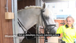 Kůň je důležitým členem Městské policie