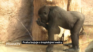 Praha bojuje s tropickými vedry