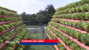 Zachrání nás ryby?