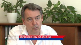 Chřadnoucí lesy má oheň rád