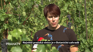 Největší pražská vinice je v Botanické zahradě
