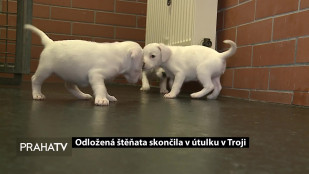 Odložená štěňata skončila v útulku v Troji