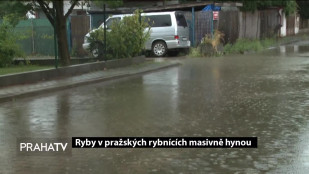 Ryby v pražských rybnících masivně hynou 