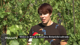 Vinice sv. Kláry je chloubou Botanické zahrady