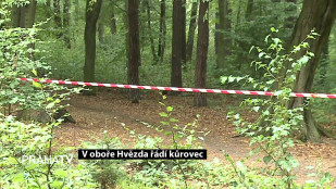 V oboře Hvězda řádí kůrovec