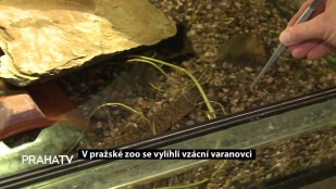 V pražské Zoo se vylíhli vzácní varanovci