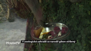 V zoologické zahradě se narodil gibon stříbrný