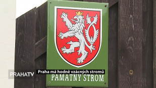 V Praze je spousta vzácných stromů