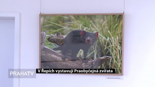 V Řepích vystavují Praobyčejná zvířata