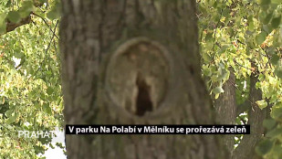 V parku Na Polabí v Mělníku se prořezává zeleň