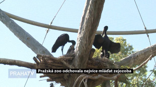 Pražská Zoo odchovala nejvíce mláďat zejozoba