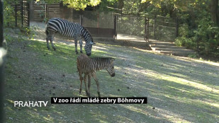 V zoo řádí mládě zebry Böhmovy