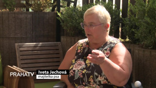 Asistenční psi pomáhají handicapovaným