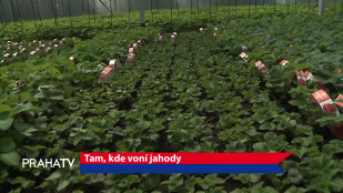 Tam, kde voní jahody