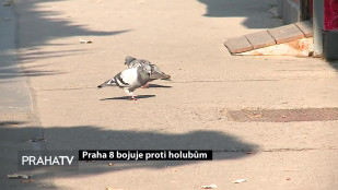 Praha 8 bojuje proti holubům