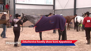 Zduchovice hostily show koní Appaloosa