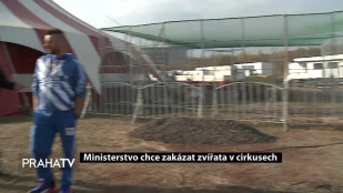Ministerstvo chce zakázat zvířata v cirkusech