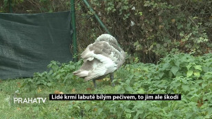 Lidé krmí labutě bílým pečivem, to jim ale škodí