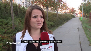 Žlutá stuha má pomoci pejskařům