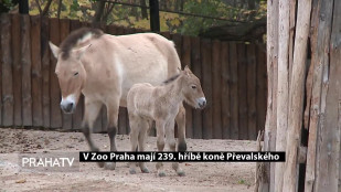 V Zoo Praha mají 239. hříbě koně Převalského