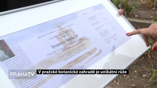 V pražské Botanické zahradě je unikátní růže