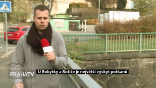 U Rokytky a Botiče je největší výskyt potkanů