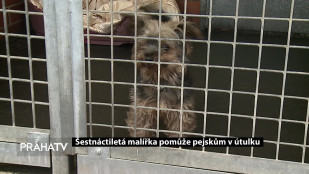 Šestnáctiletá malířka pomůže pejskům v útulku