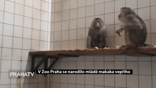 V Zoo Praha se narodilo mládě makaka vepřího