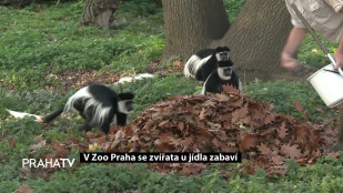 V Zoo Praha se zvířata u jídla zabaví