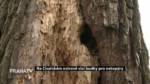 Na Císařském ostrově visí budky pro netopýry