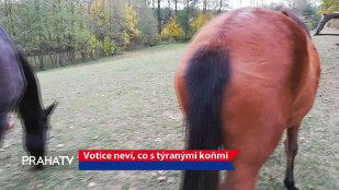 Votice neví, co s týranými koňmi 