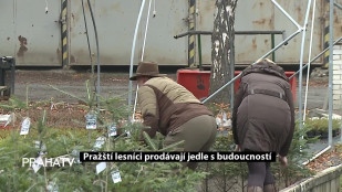 Pražští lesníci prodávají jedle s budoucností