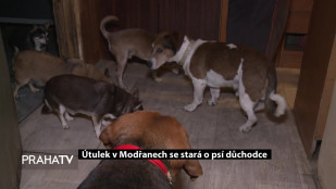 Útulek v Modřanech se stará o psí důchodce